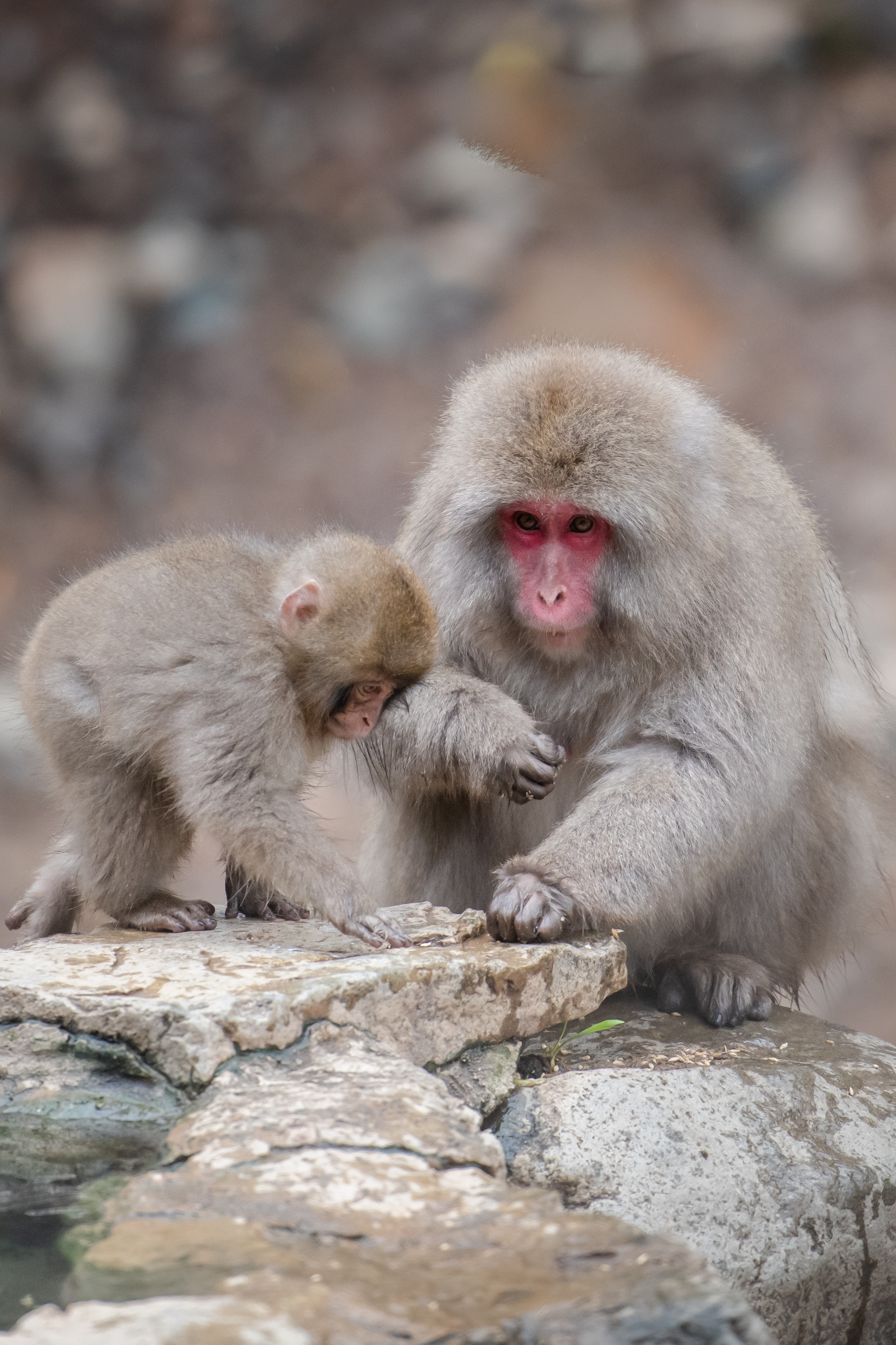 Working Holiday in Japan with monkeys